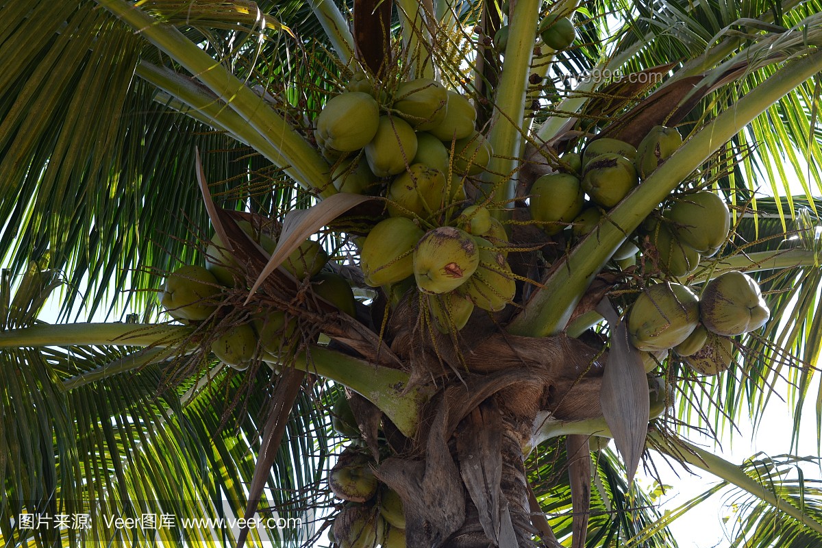 **🍍“热带水果自由”不再是梦：我的实现之旅🍊**