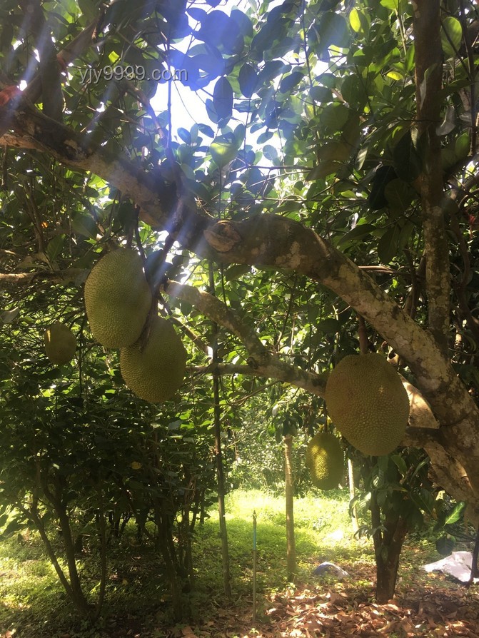 **🍍“热带水果自由”不再是梦：我的实现之旅🍊**